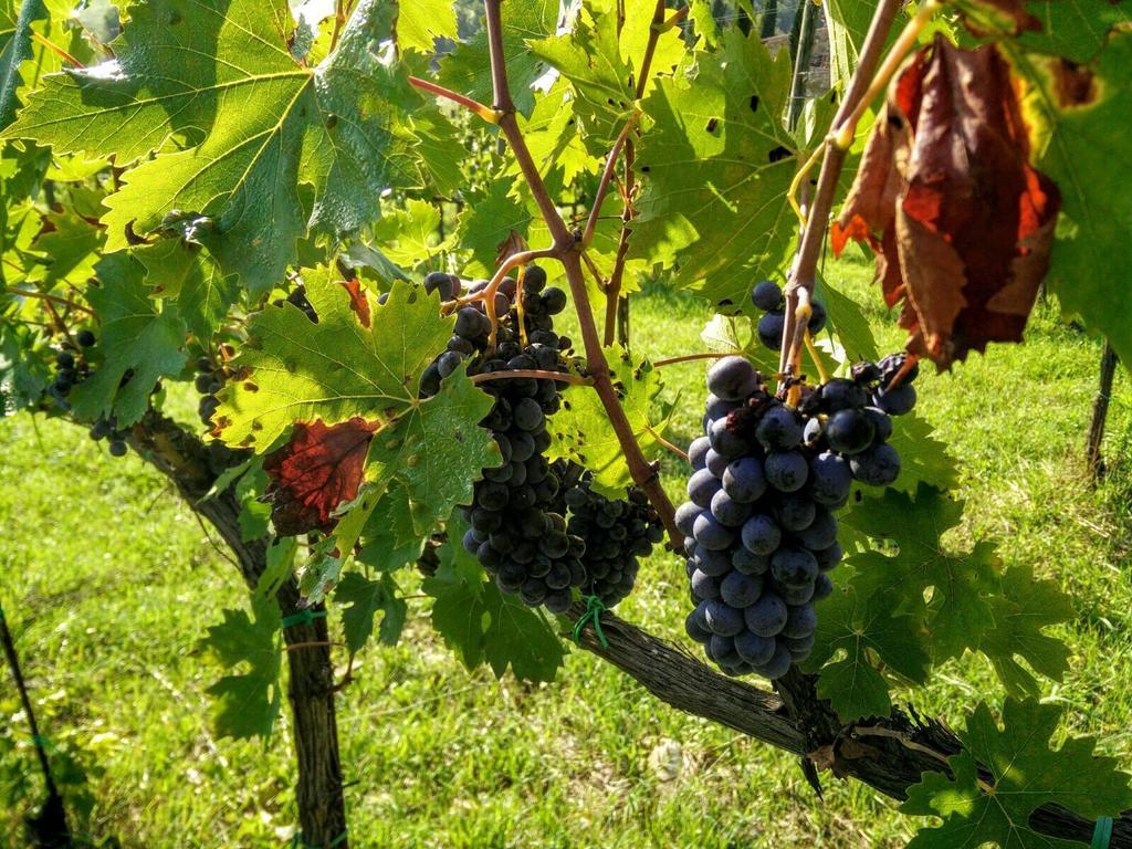 Podere Terreno Alla Via Della Volpaia Radda in Chianti Buitenkant foto